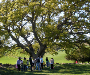 Tarde primaveral junto al quejigo de Júrtiga