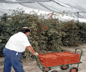 Nueva economía; El maná rojo