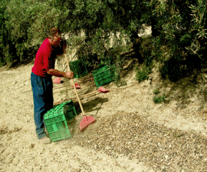 Unos olivos muy especiales