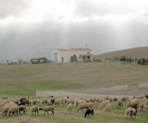Ganaderos de la raza ovina lojeña impulsan su recuperación