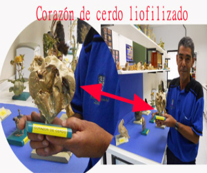 Antonio Trescastro consigue  una segunda patente para liofilizar tejidos humanos, animales o vegetales  