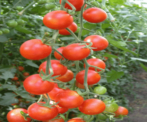 Cultivadores de cherry protestan por los bajos precios