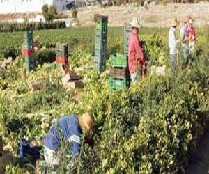 Detenido un empresario agrícola en Zafarraya por ofrecer contratos de trabajo ilegales