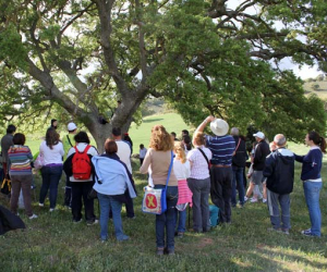 El quejigo de Júrtiga; enciclopedia natural