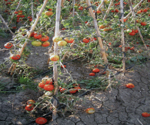 Daños en la horticultura de Zafarraya