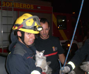 ¡Papá, han salvado al gatito!