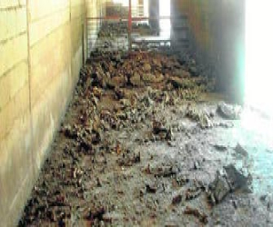 Aplazado el juicio de la persona acusada de dejar morir a sus cerdos