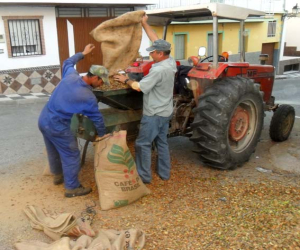 Jayena en plena recolección de la almendra