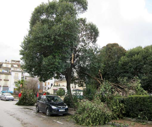Noche de viento y vandalismo en Alhama