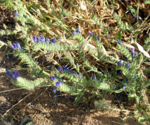 Remedios naturales. La viborera, una planta buena para el corazón