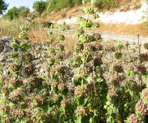 Remedios naturales. Contra infecciones urinarias, un buen manrubio
