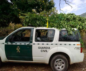 Detenidas este mes 16 personas por cultivo de marihuana e incautadas más de 1.300 plantas