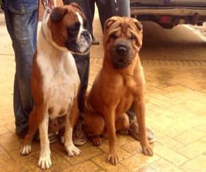 Un segundo puesto para Alhama en la exposición nacional canina