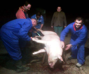 Recordatorio de las normas sanitarias y legislativas sobre las matanzas domesticas de cerdos en la Comarca