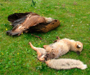 Seis meses de carcel para un vecino de Zafarraya por usar cebos envenenados