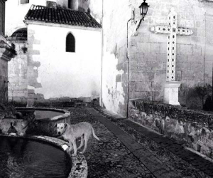 Nace ASAP una asociación local de protección animal