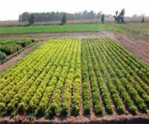 Jornada sobre nuevos cultivos alternativos