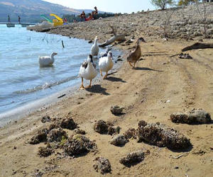 El mejillón cebra invade el embalse de los Bermejales