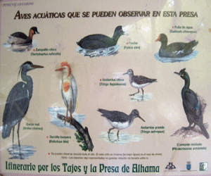 Aves acuáticas de la Presa de Alhama