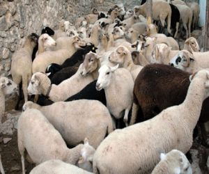 Ganaderos de la raza ovina Lojeña en nuestra Comarca aprenden cómo sacar más beneficio de los elaborados cárnicos