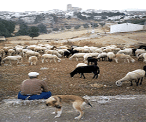Nuevas ordenanzas y oferta de terrenos