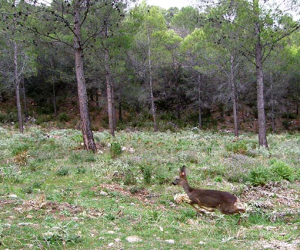 Medio Ambiente libera cinco corzos. 155 intervenciones del Infoca. Ayudas agroganaderas. La nueva FP, y más