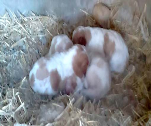 Se regalan perros bretón