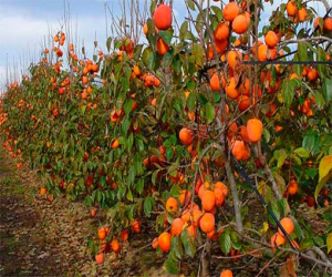 El Llano de Zafarraya buscan empresas para vender caquis