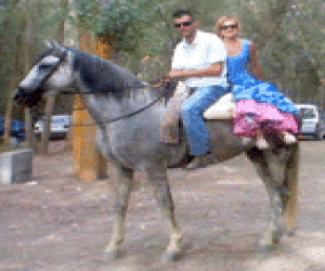 Nueva legislación equina en Andalucía