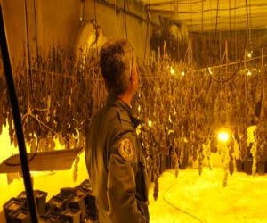 Localizan 673 plantas de marihuana en un aljibe de Arenas del Rey