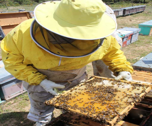 Curso de iniciación a la apicultura ecológica