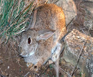 Establecidas medidas para paliar los daños del conejo en Andalucía