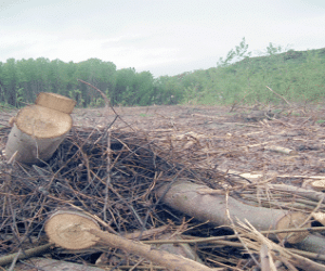 Destruccion de nidos de una especie protegida