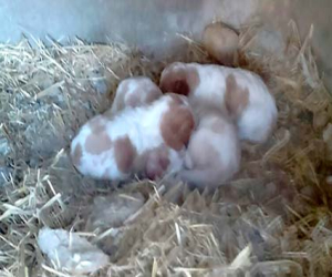 Se regalan perros de la raza bretón