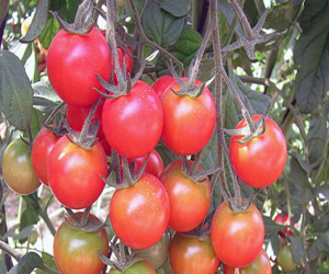 La Junta abre la convocatoria 2016 de ayudas para las organizaciones de productores hortofrutícolas