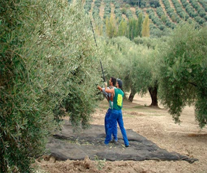 La Junta destina 2,2 millones para actuaciones de transferencia de conocimiento e información a agricultores y ganaderos