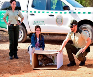 Suelta de Búho Real del Centro de Recuperación de Especies Amenazadas