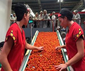 La Junta abona más de cinco millones de euros a productores de frutas y hortalizas de Granada para Programas Operativos