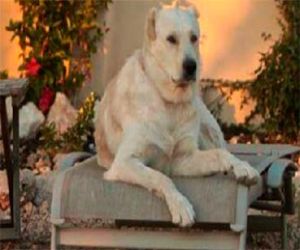 Se busca perrita perdida