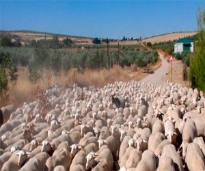 En el plan de recuperación de la Red andaluza de Vías Pecuarias están incluidas Alhama y Zafarraya