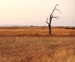 La Junta plantea medidas contra la sequía como bonificar los intereses de los préstamos y ayudas para llevar agua al ganado