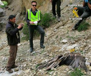 Investigan la muerte de 15 buitres por envenenamiento en la sierra de Zafarraya