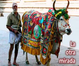 Las vacas sagradas
