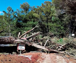 La muerte de ‘El Pino de las Cinco Ramas’