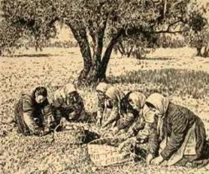 Aceituneros