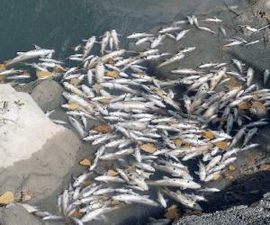 Pero mira como mueren los peces en el río