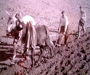 Historias de Bonilla “El Pecas”: Voy a pintar garbanzos