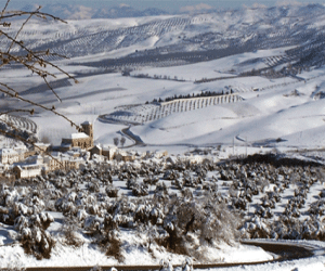 Alhama se beneficia del plan de recuperación del olivar