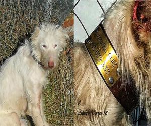Perrita abandonada