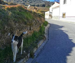 ¿Por qué me abandonas?